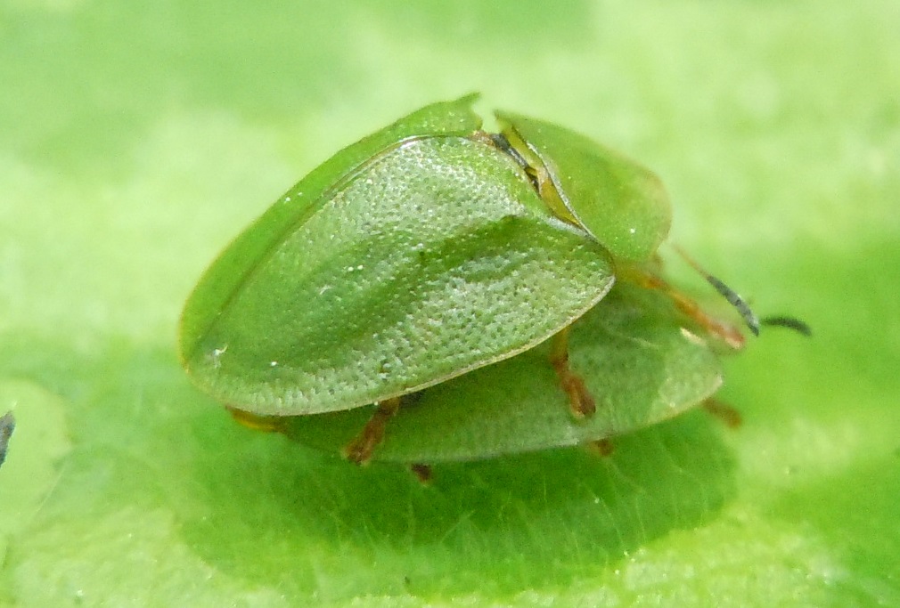 Coppia di Cassida viridis